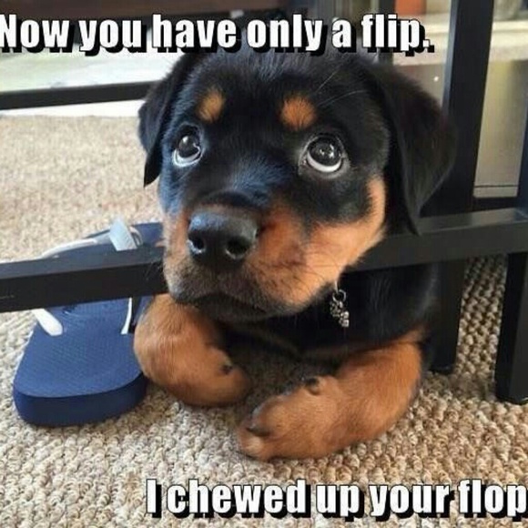 Meet your Posher, Suzie - Picture 4 of 4